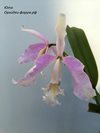 Cattleya maxima var concolor x self 